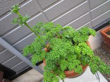 IMG_5440p.jpg