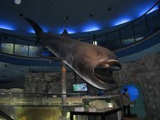 IMG_2011a.jpg
