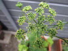 IMG_5580p.jpg